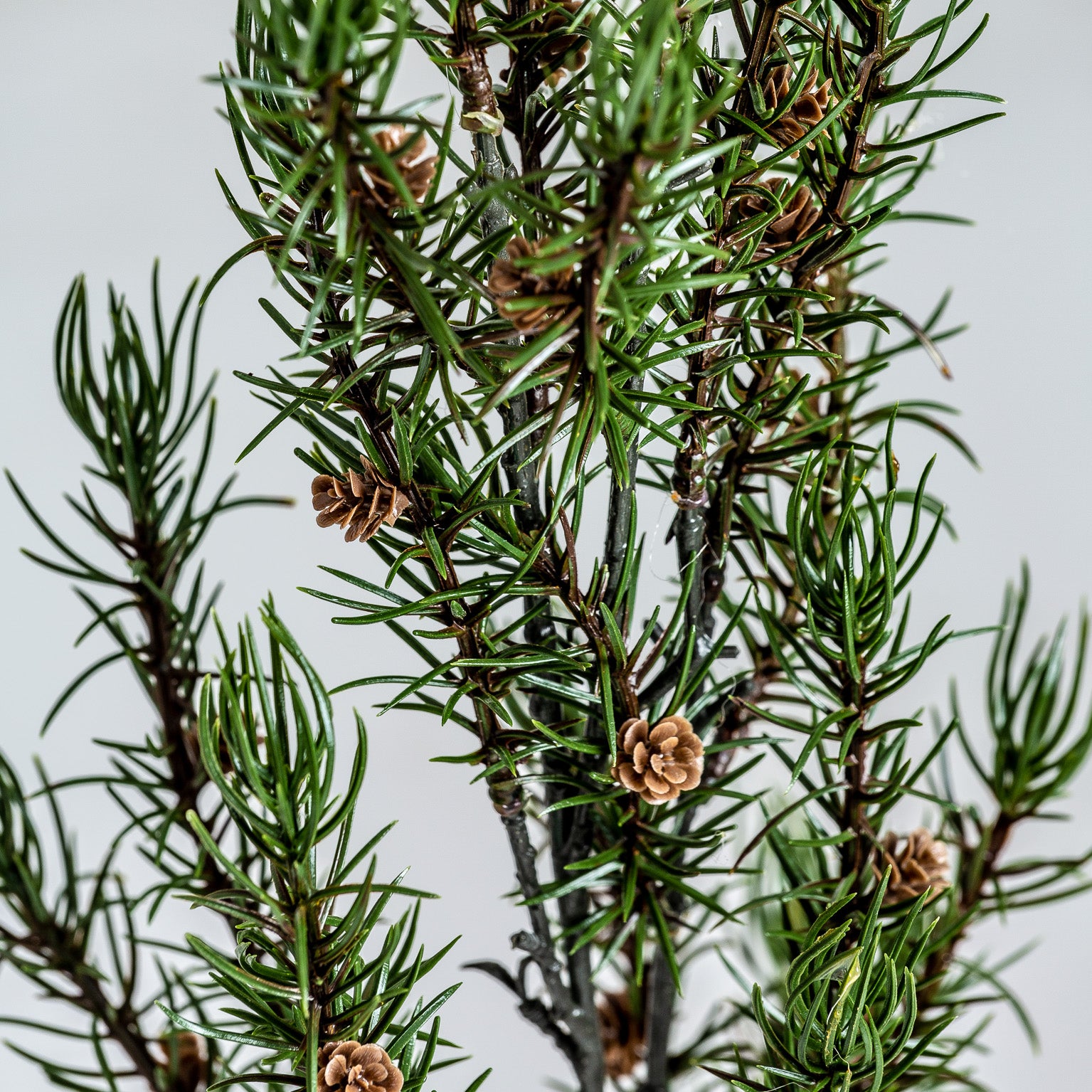 ROMERO PLANT